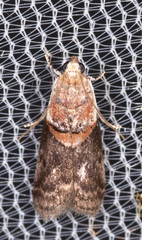 Acrobasis palliolella