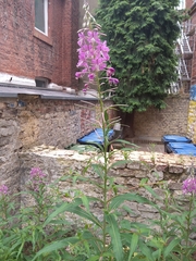 Chamaenerion angustifolium