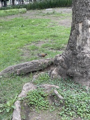 Turdus rufopalliatus