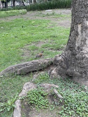Turdus rufopalliatus