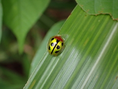 Chiridopsis bowringii