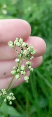 Galium rubioides