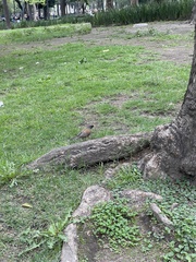 Turdus rufopalliatus