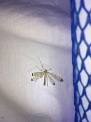 Hylobittacus apicalis