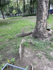 Turdus rufopalliatus