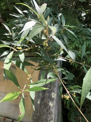 Callicarpa randaiensis