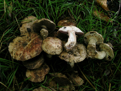 Agaricus