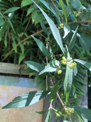 Callicarpa randaiensis