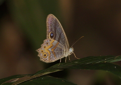 Erites angularis