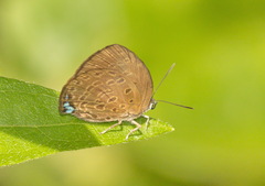 Arhopala avathina