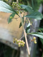 Callicarpa randaiensis