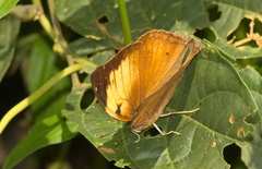 Cirrochroa emalea