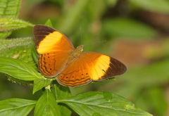 Cirrochroa orissa