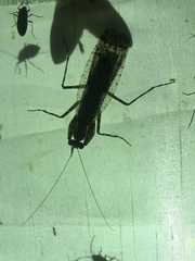 Theopompa ophthalmica