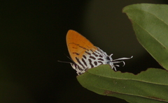 Drupadia ravindra