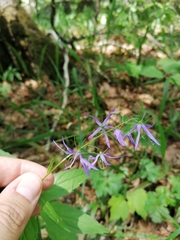 Campanula pichleri