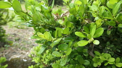 Buxus liukiuensis
