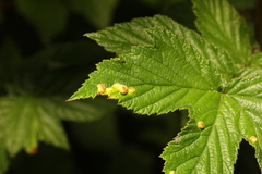 Dasineura ulmaria