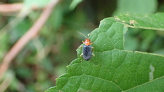 Trichobalya bowringii