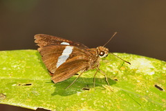 Notocrypta clavata