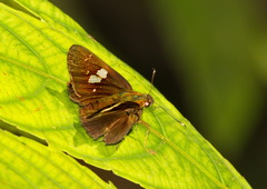 Oerane microthyrus
