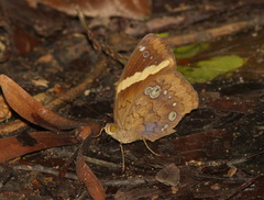 Xanthotaenia busiris