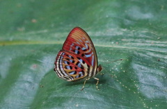 Paralaxita telesia