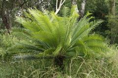 Cycas pectinata