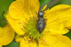 Heliophanus flavipes