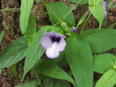 Torenia siamensis