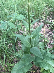 Verbascum nigrum