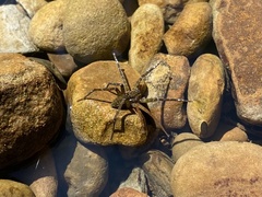 Dolomedes raptor