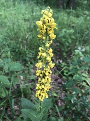 Verbascum nigrum