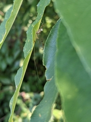 Maccaffertium modestum