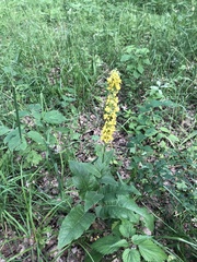 Verbascum nigrum