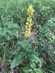 Verbascum nigrum
