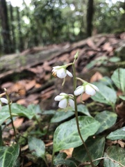 Pyrola alboreticulata