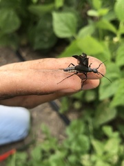 Epicauta curvicornis