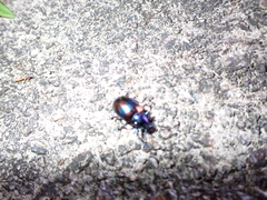 Platycorynus undatus