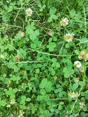 Trifolium repens