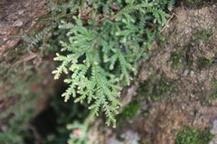 Selaginella delicatula