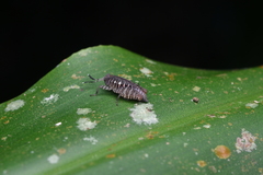 Phaesticus mellerborgi