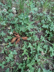 Trifolium repens
