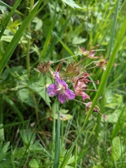 Geranium reinii