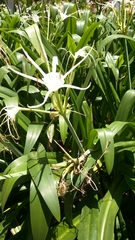 Hymenocallis speciosa