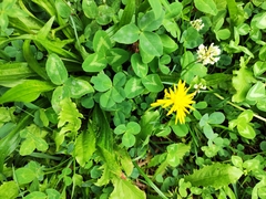 Trifolium repens