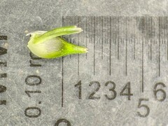 Carex tonsa rugosperma