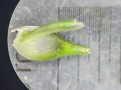 Carex tonsa rugosperma