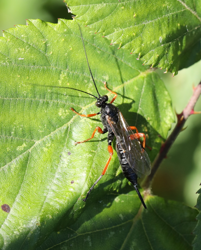 Black Slip Wasp from Oudalle, France on July 10, 2022 at 0430 PM by
