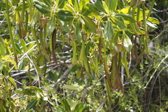 Rhizophora mangle
